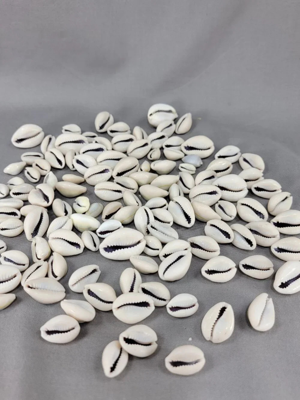 Cowrie Shell Seashell Nautical Beach Ocean Decor Crafts Lot